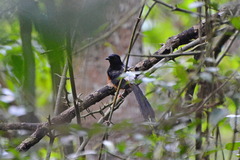 Copsychus malabaricus