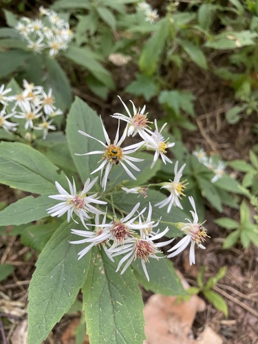whorled wood aster