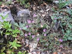 Saponaria calabrica