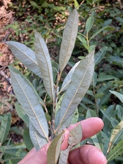Salix bebbiana