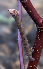 Biston betularia
