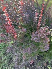 Berberis thunbergii
