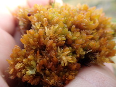 Sphagnum compactum