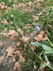 Cirsium monspessulanum
