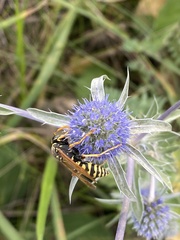 Polistes dominula