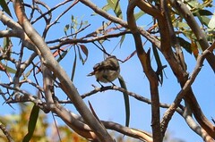 Acanthiza uropygialis