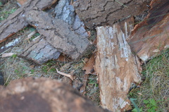 Urocerus californicus