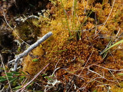 Sphagnum compactum