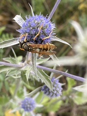 Polistes dominula