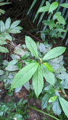 Maesa perlaria formosana