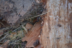 Urocerus californicus