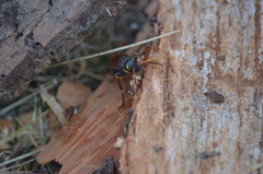 Urocerus californicus