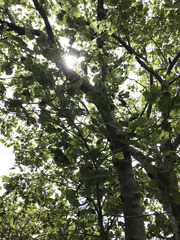 Platanus mexicana