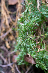 Galium palustre