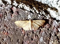 Idaea demissaria