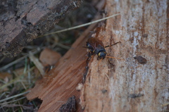 Urocerus californicus