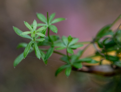 Galium palustre