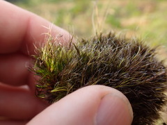 Campylopus atrovirens