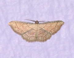 Cyclophora coecaria