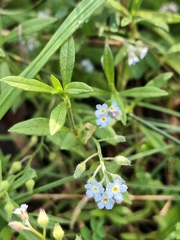 Myosotis arvensis
