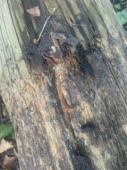 Lithobiomorpha