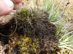 Campylopus atrovirens