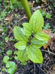 Rhamnaceae