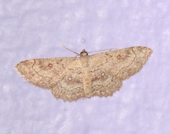 Cyclophora nanaria