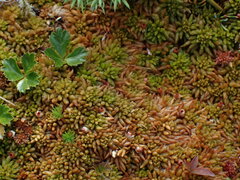 Sphagnum austinii