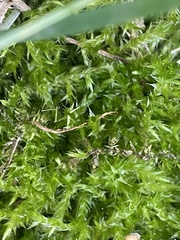 Brachythecium rutabulum