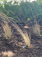 Miscanthus sinensis