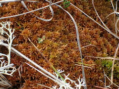 Sphagnum fuscum