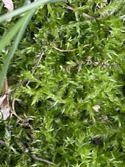 Brachythecium rutabulum