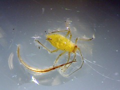 Acyrthosiphon