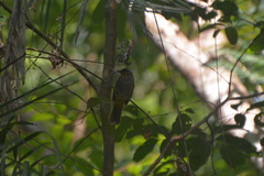 Pycnonotus finlaysoni