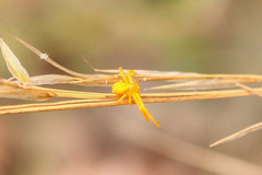 Thomisidae