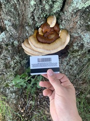 Ganoderma