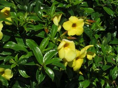 Allamanda schottii
