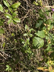 Polistes exclamans