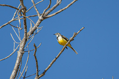 Motacilla flaviventris