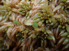 Sphagnum austinii