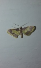 Idaea basinta
