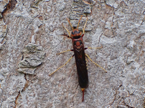 Pigeon tremex