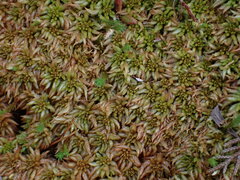 Sphagnum austinii