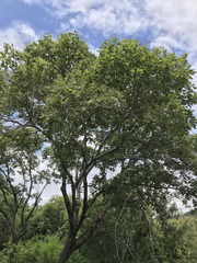 Platanus mexicana