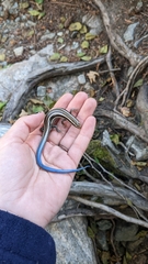 Plestiodon skiltonianus