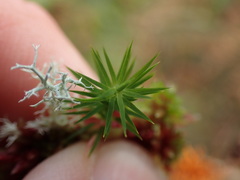 Polytrichum formosum