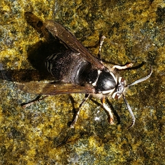 Dolichovespula