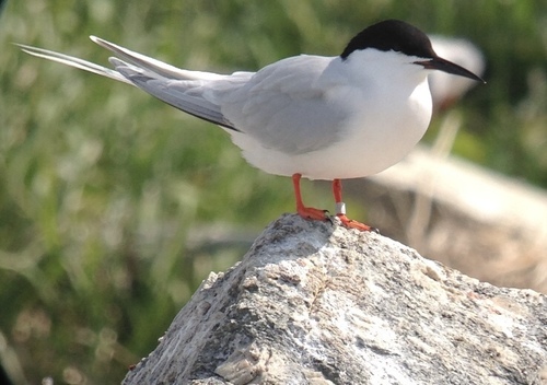 Roseate Tern