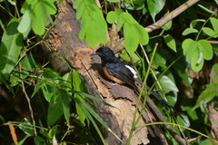 Copsychus malabaricus